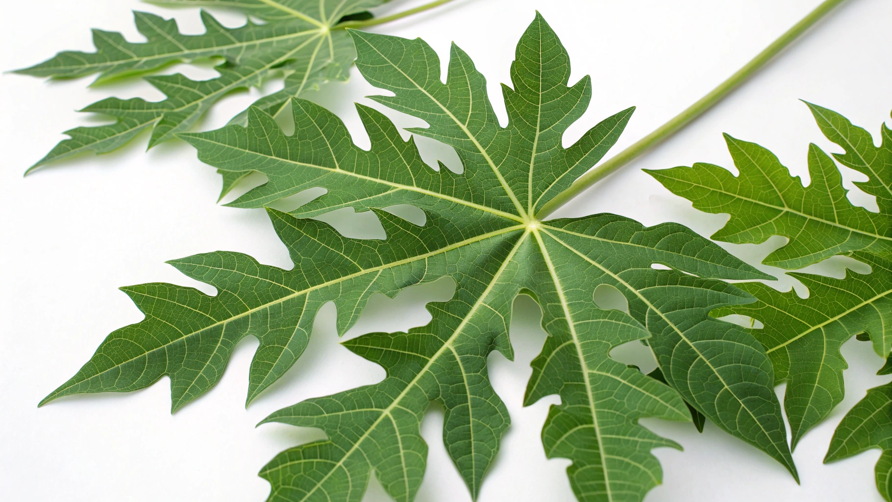 pappedeckel--commonly-known-as-papaya-leaves--has-