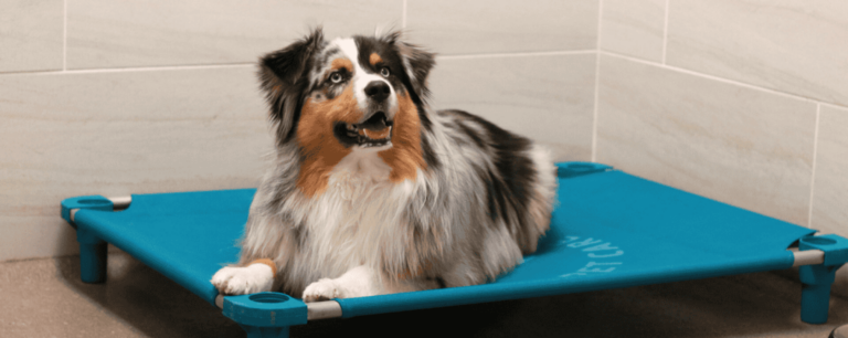 What To Pack for Your Dog’s Overnight Boarding Stay